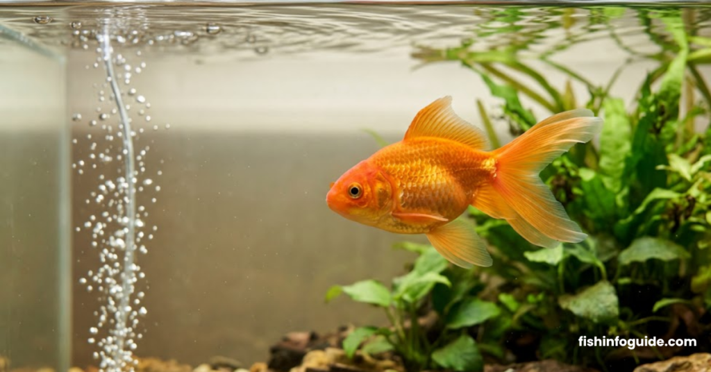 Goldfish swimming in a clean aquarium with vibrant colors. Close-up of a fancy goldfish showing flowing fins and bright colors. Common goldfish swimming in a garden pond with clear water