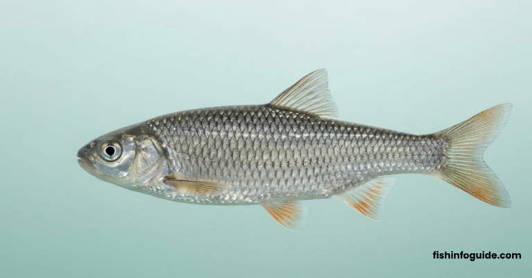 Rohu fish - fresh freshwater fish with silvery body and red fins