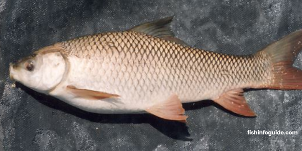 Rohu fish (Labeo rohita) in clear water with natural coloring" "Freshwater Rohu fish swimming with aquatic plants background" "Detailed illustration of Rohu fish, scales and fins visible" "Rohu fish infographic with facts and species name"