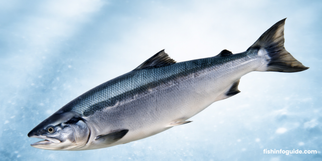 Salmon fish rich in omega-3 protein and essential nutrients for healthy diet