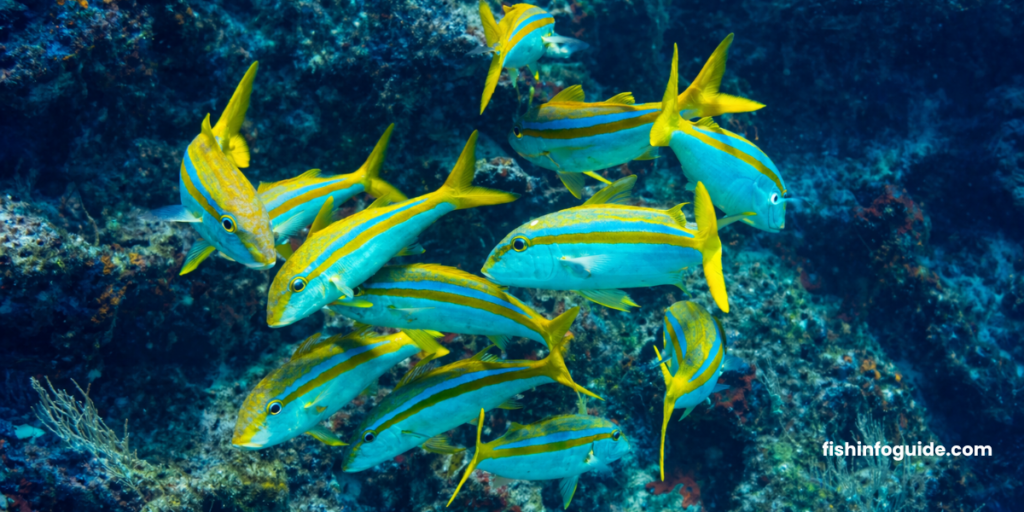 Goatfish fish HD image for blog Goatfish fish nutrition and benefits image Goatfish types and species photo Fresh goatfish seafood image Goatfish fish cooking and recipe image
