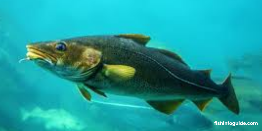 Fresh Cod Fish Fillet with White Flaky Texture