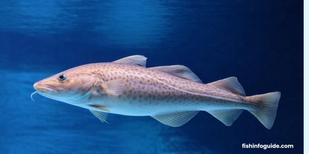 Fresh Cod Fish Fillet with White Flaky Texture