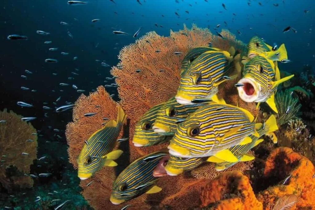 Common edible fish like salmon, tuna, tilapia and catfish rich in protein and omega-3