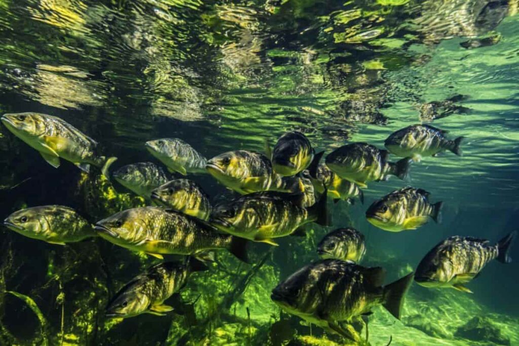 Freshwater fish species including rohu, catla, carp and perch in rivers and lakes