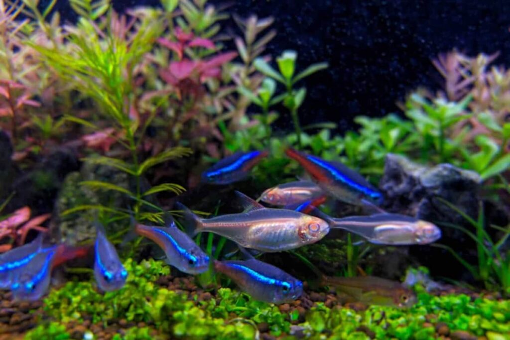 Colorful aquarium fish like goldfish, guppy and angelfish in a home fish tank
