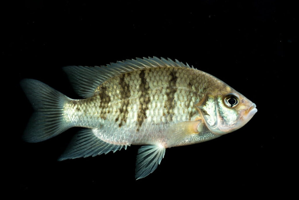 fresh Catla fish raw whole freshwater fish