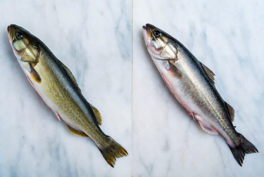 Atlantic cod fish and Pacific cod fish side by side comparison
