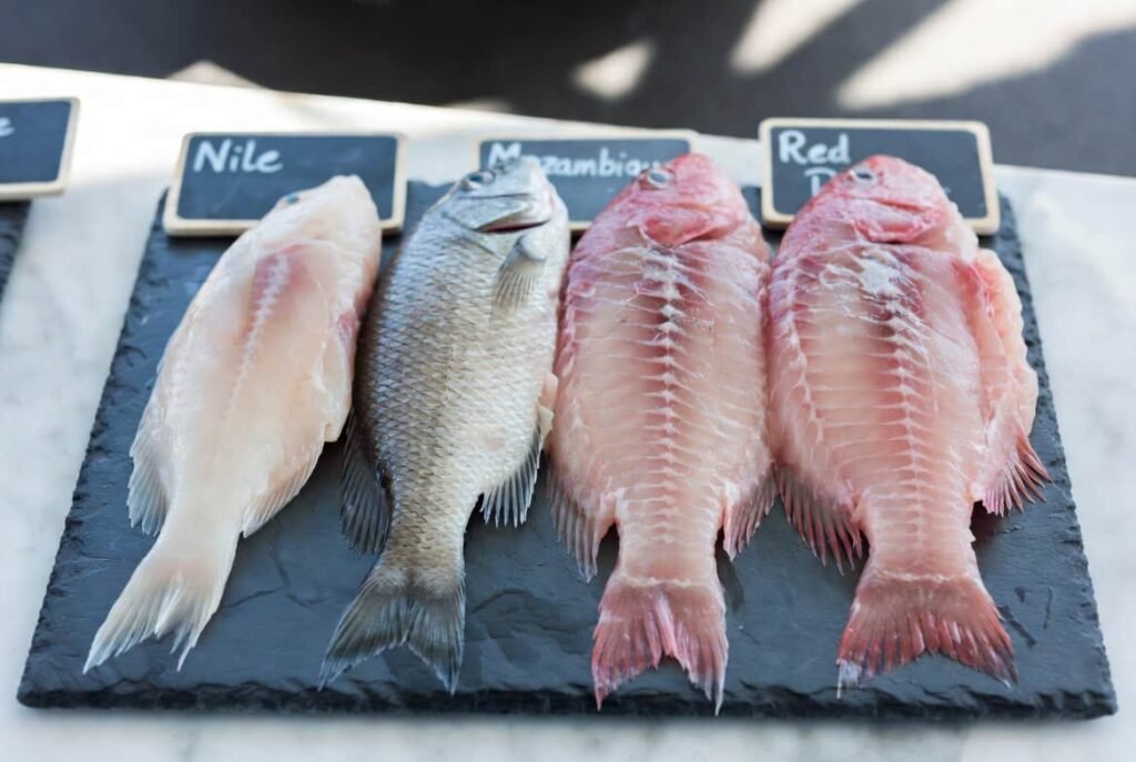 Types of tilapia fish: Nile, blue, Mozambique, and red tilapia fillets compared