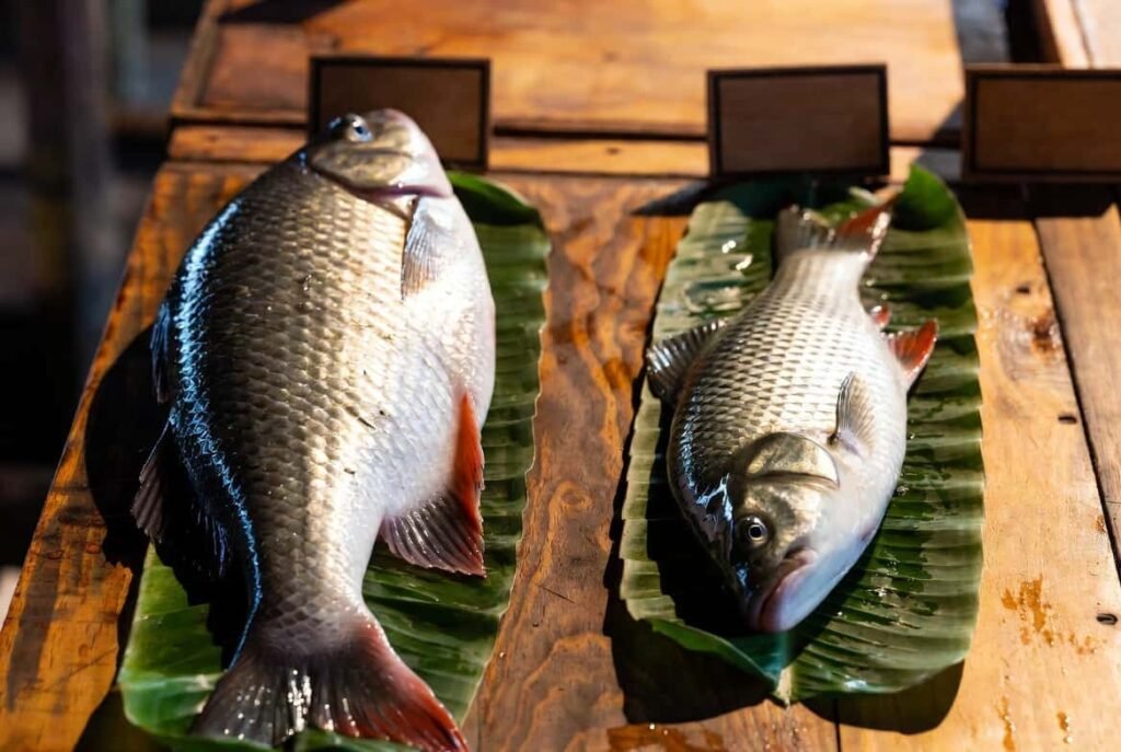 Catla fish and Rohu fish side by side showing physical differences for comparison