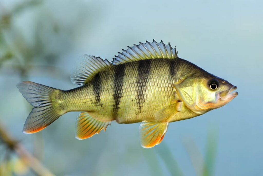 Close up of yellow perch fish showing dark vertical stripes and dorsal fin for identification