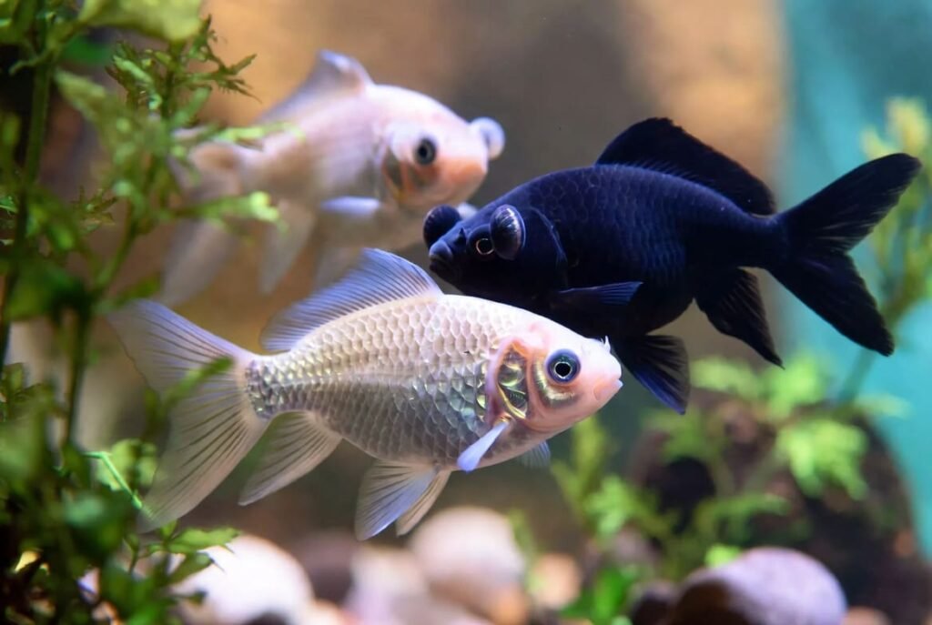 Ranchu, oranda, and black moor goldfish types compared in a planted aquarium