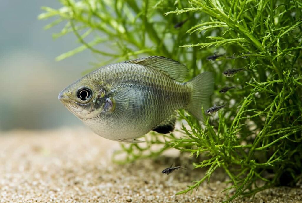 Pregnant molly fish swimming near newborn fry hiding in aquarium plants