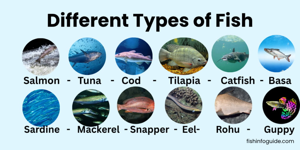 types of fish edible,freshwater ,saltwaater,and aqurium fish